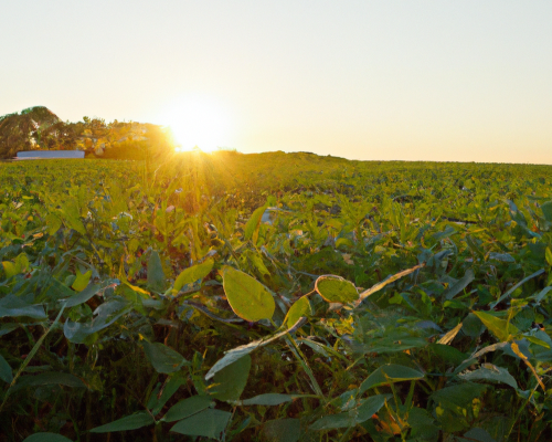 Image of Soybean Field